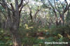 Cape Otway State Park